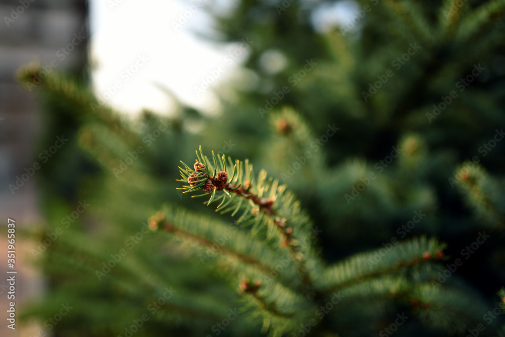 A little blue fir in spring forest A little blue fir in spring forest