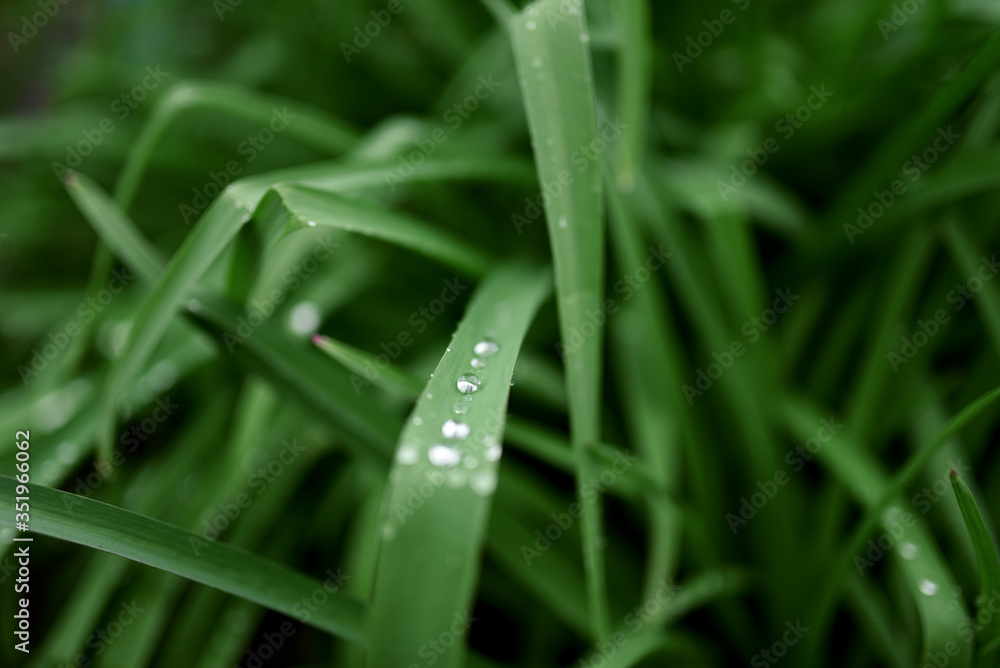 Little rain drops on garden plants in green blooming garden Little rain drops on garden plants in green blooming garden