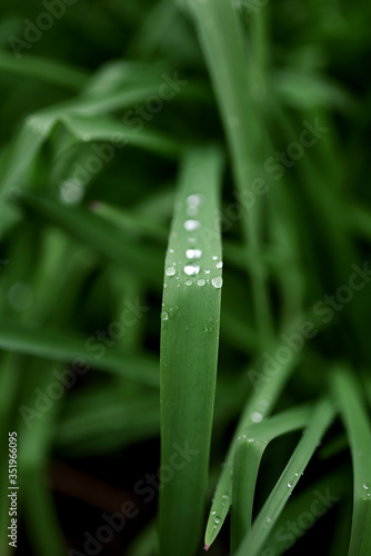 Little rain drops on garden plants in green blooming garden