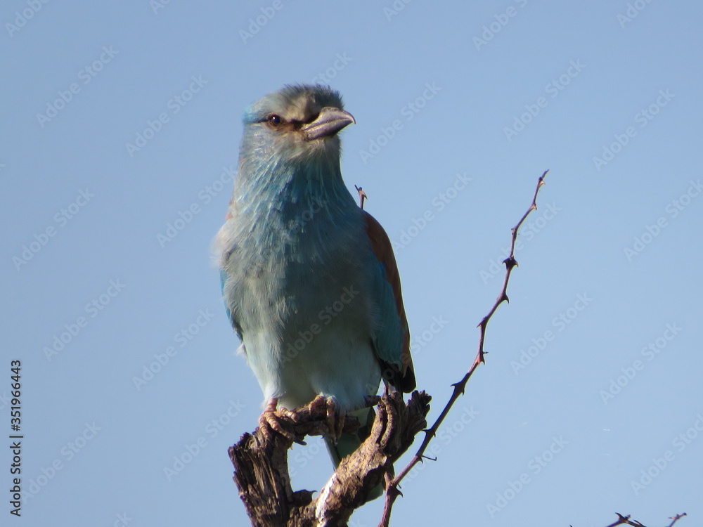 Blue European Roller at Kruger Park - South Africa Blue European Roller at Kruger Park - South Africa