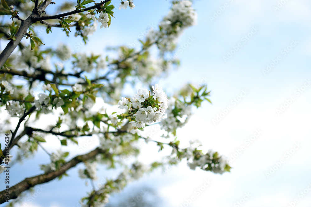 A beautiful blooming sweet cherry tree in spring garden A beautiful blooming sweet cherry tree in spring garden