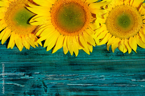 Cropped shot of three yellow sunflowers on blue painted wooden background  horizontal view. Abstract colorful background. Yellow flowers on wooden texture.