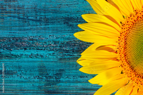 Cropped shot of yellow sunflower on blue painted wooden background, horizontal view. Abstract colorful background. Yellow flowers on wooden texture.