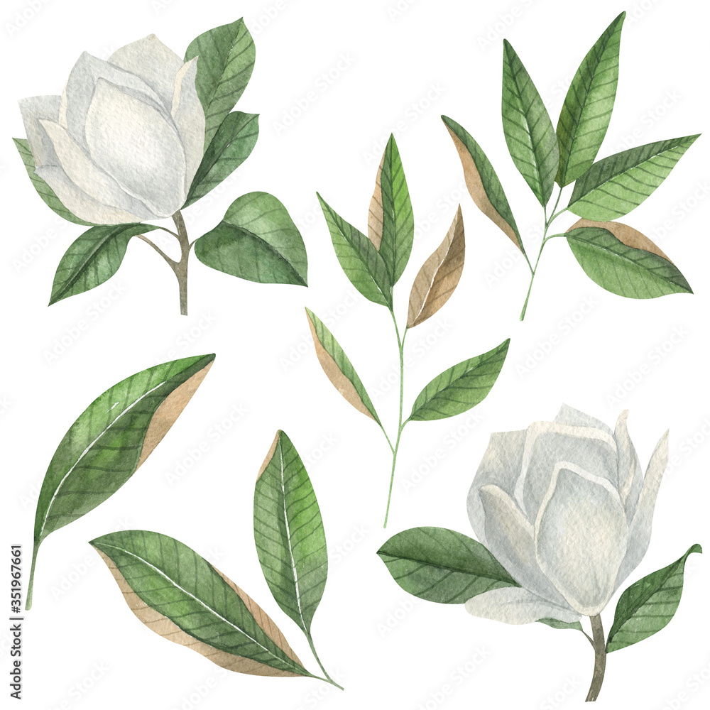 Set of watercolor white magnolia flowers and leaves isolated on white background