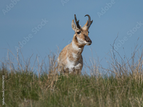 pronghorn buck