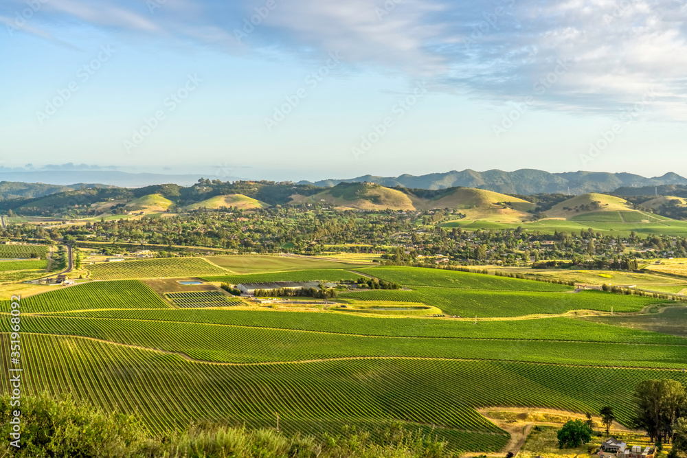 Fototapeta premium Vineyards from View in Countryside 
