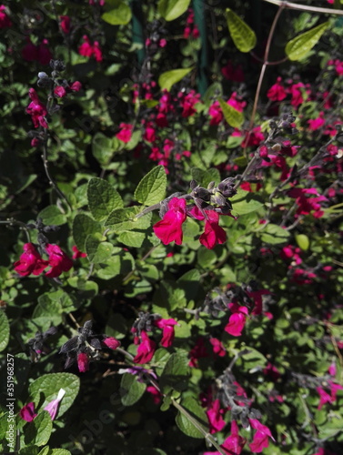 Wallpaper Mural Close-up view of Salvia microphylla 'Pink Blush' with its bright pink flowering. This sage shrub flowers continuously from spring to fall. Torontodigital.ca