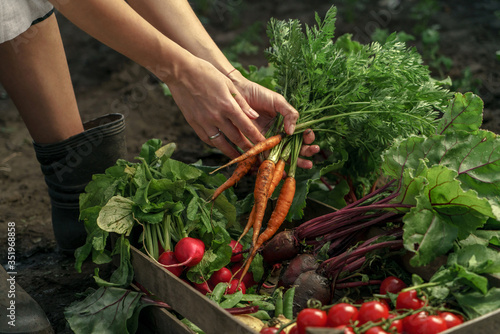 Farmer folding fresh vegetables in wooden box on farm at sunset. Woman hands holding freshly bunch harvest. Healthy organic food, vegetables, agriculture, close up
