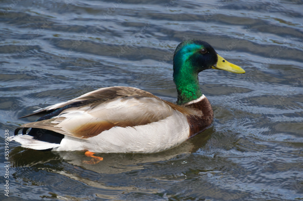 Male Mallard Male Mallard