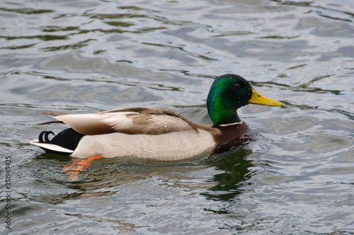 Male Mallard