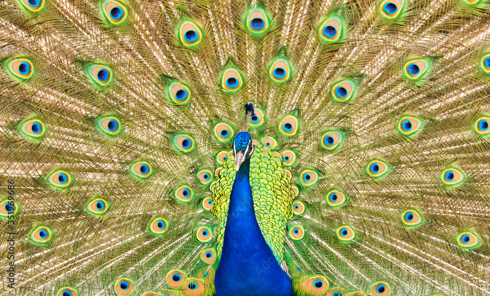 Fototapeta premium peacocks, bird, tier, feather, feather, natur, frack, blau, green, bunt, schön, wild lebende tiere