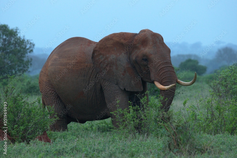 Fototapeta premium African tsavo red elephant