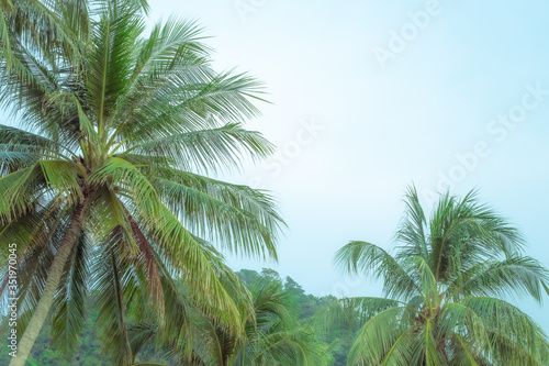 green fluffy palm trees against the sky  copy space