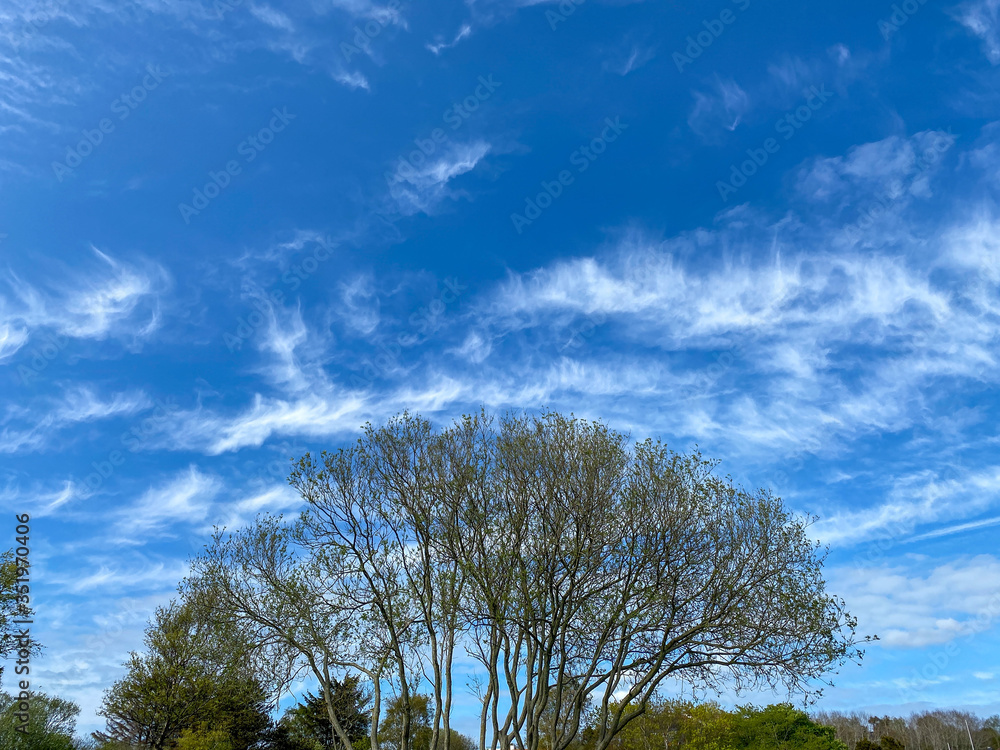 tree in the field