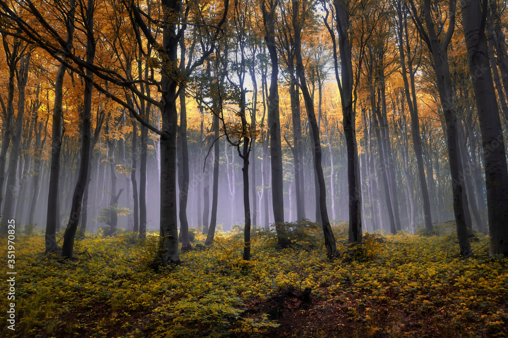 Autumn foggy woods