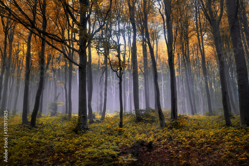Autumn foggy woods