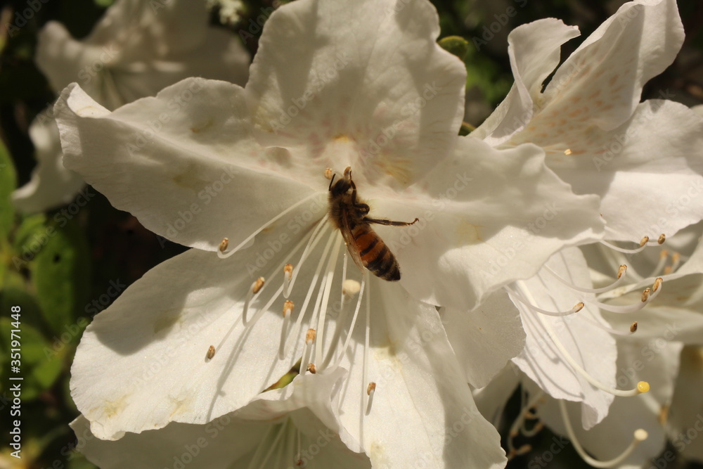 bee on a flower