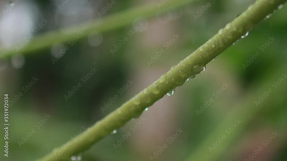 Green natural beauty of raindrops on papaya leaf stalk. Green natural beauty of raindrops on papaya leaf stalk.