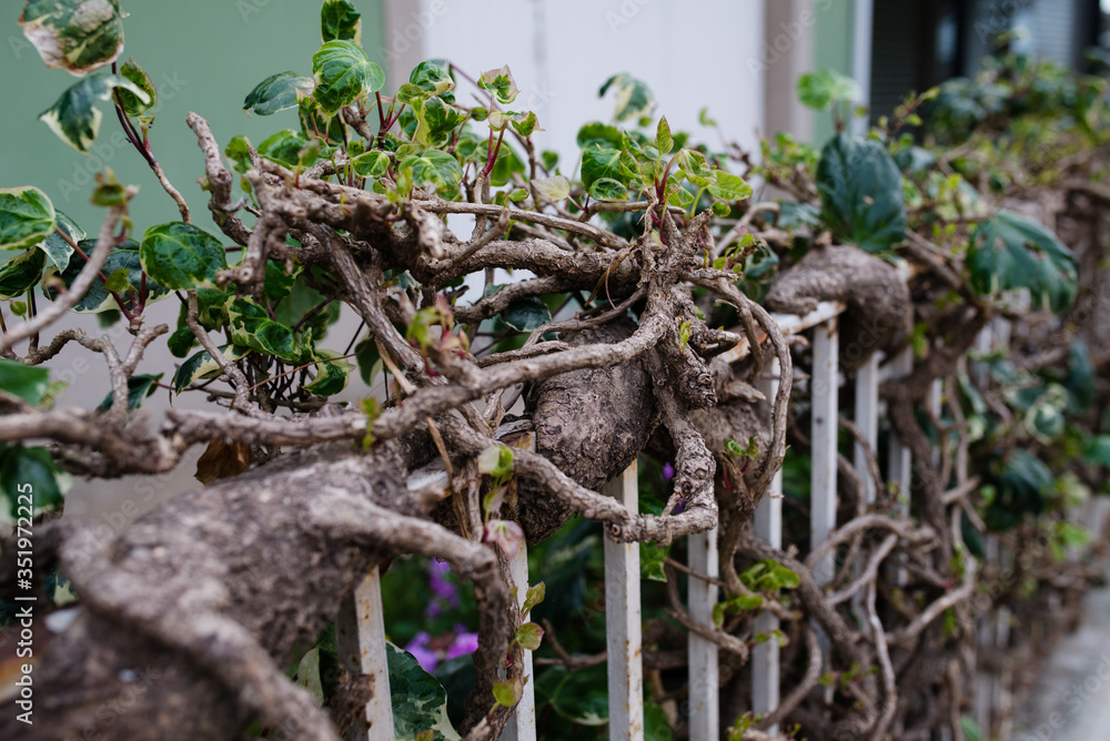 Fototapeta premium creeper growing on a metal railing