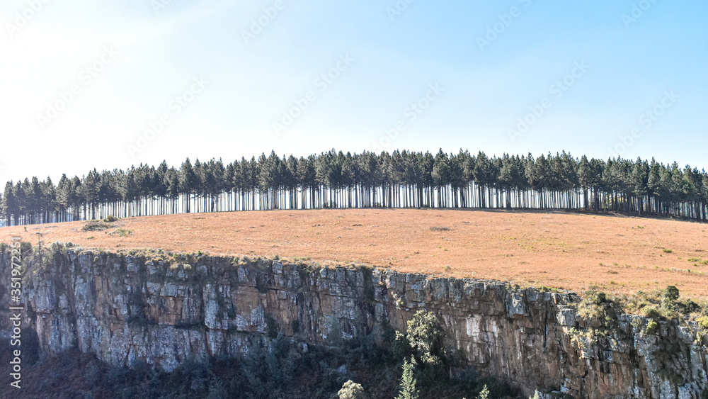 Fototapeta premium Moutain Trees, South Africa