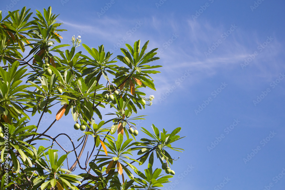 Tree branches and leaves against blue sky