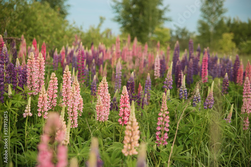 Pink lupines growing wild in an open field