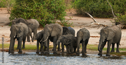 Photography Herd of elephants drinks along the river.