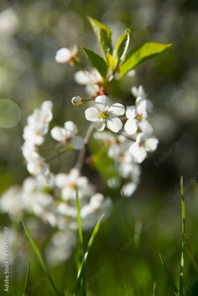 Bokeh flower Background. Cherry flowers on a branch in the backlight. Spring background.