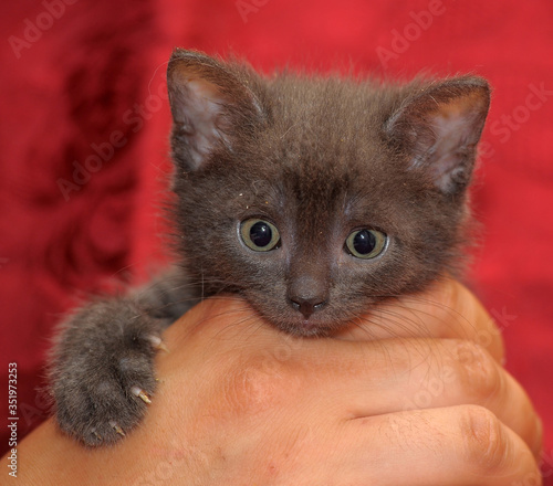 Fotografie gray kitten in hands