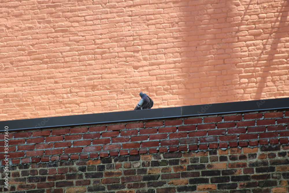 pigeons on a roof