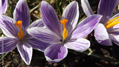 crocus flower purple white