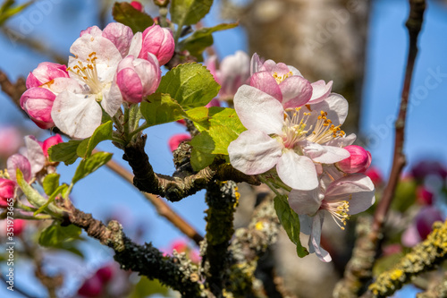 appletree blossom branch blue sky sunny day