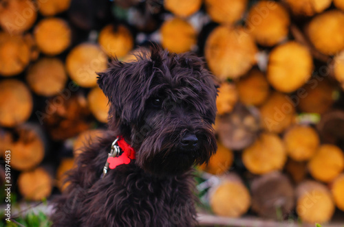 A black puppy. Black schnauzer