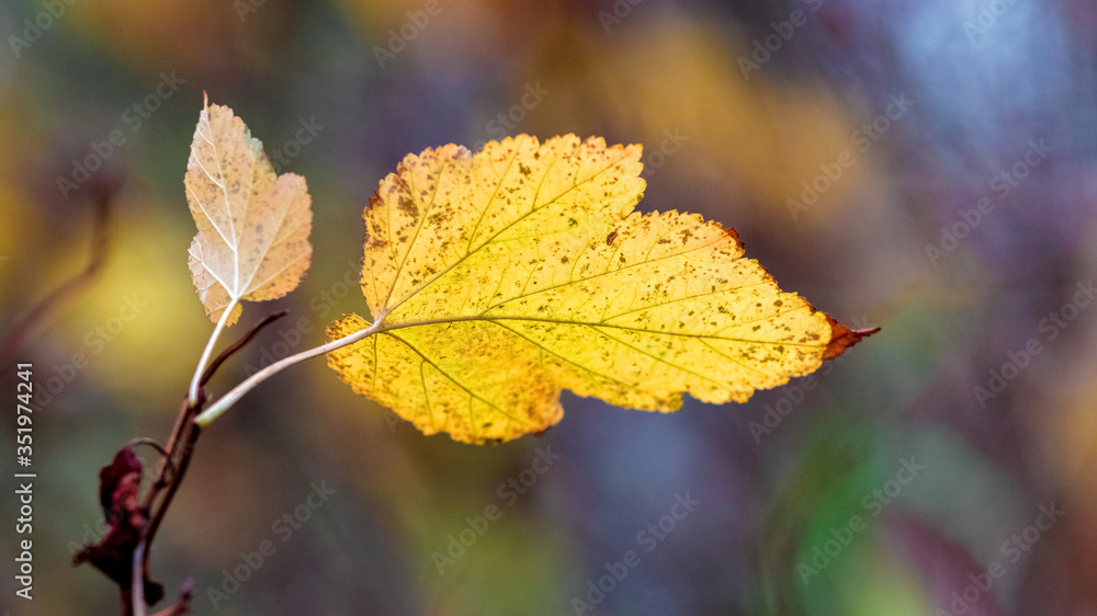 Branch with a yellow autumn leaf in the woods on a dark background