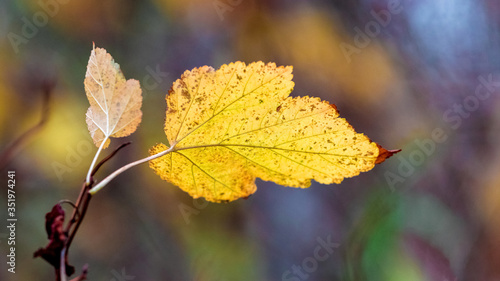 Branch with a yellow autumn leaf in the woods on a dark background