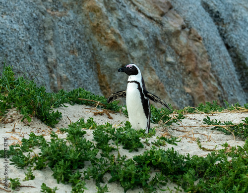 spectacled penguin walks around and carefully inspects his beach