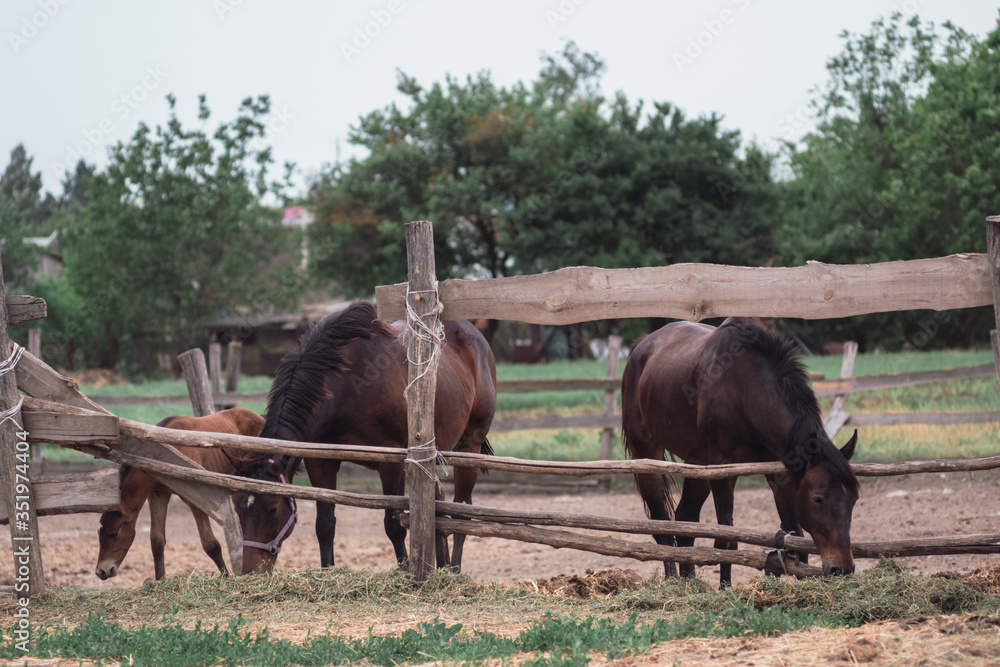 Horse farm, ranch. Horses graze in the paddock. Horse farm, ranch. Horses graze in the paddock.