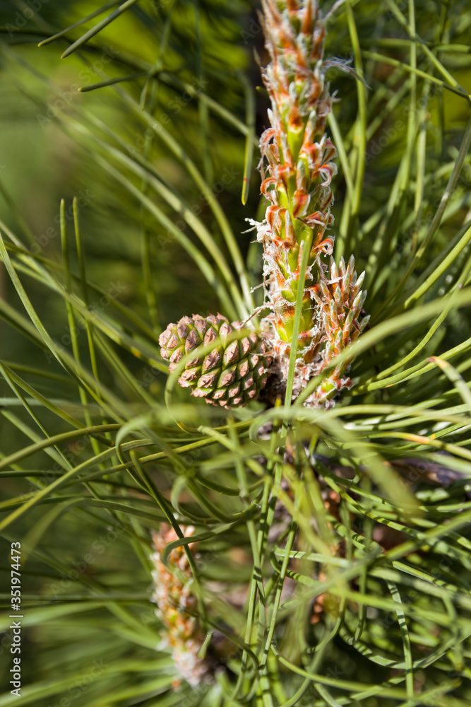 Blooming pine in the spring. New pine cone sprout on branches of pine tree. Blooming pine in the spring. New pine cone sprout on branches of pine tree.