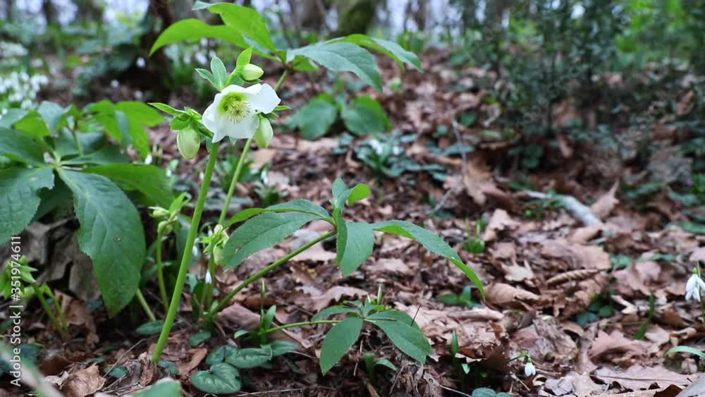 Hellebores in spring forest. First flowers pattern. Hellebores in spring forest. First flowers pattern.