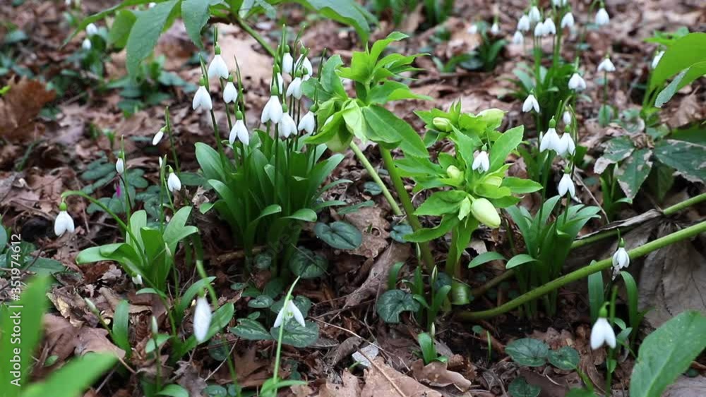 Snowdrops in spring forest. First flowers pattern. Snowdrops in spring forest. First flowers pattern.