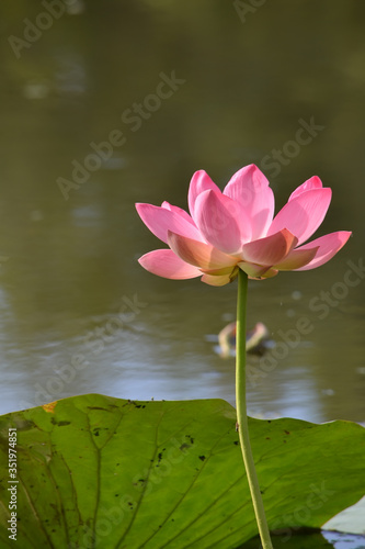 Pink Lotus flower on a blurry green background
