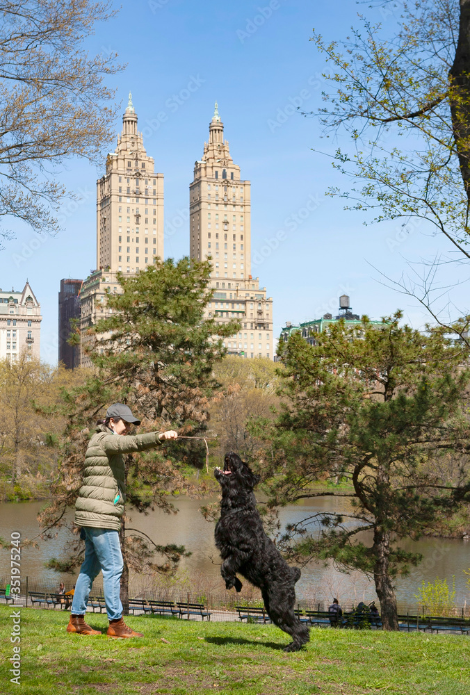 Woman trains a Giant Schnauzer in Central Park