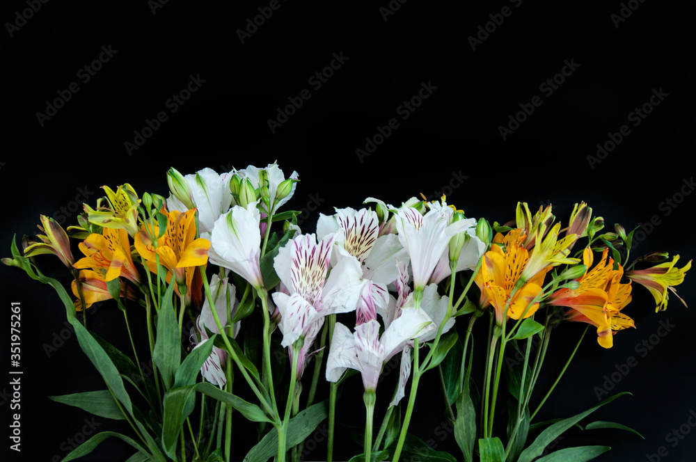 Alstroemeria flowers on a black background with copy space Alstroemeria flowers on a black background with copy space