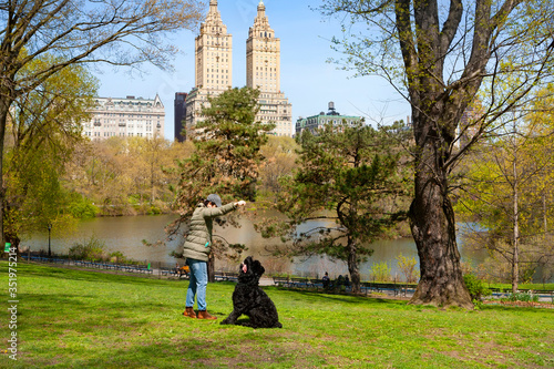 Woman trains a Giant Schnauzer in Central Park