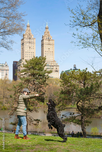 Obraz na płótnie Woman trains a Giant Schnauzer in Central Park w salonie