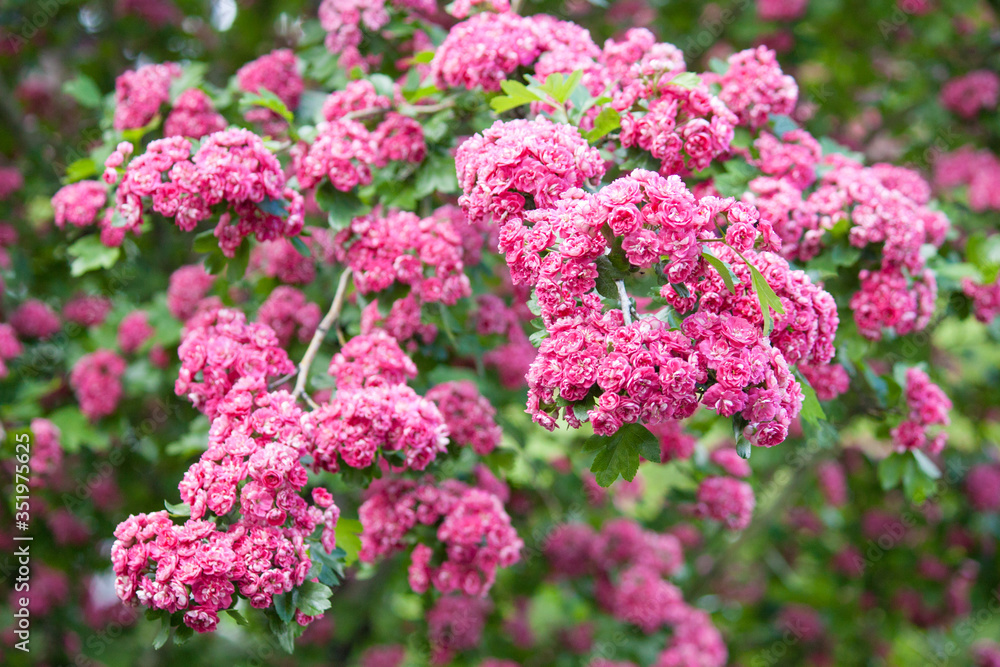 Amazing crimson hawthorn (Crataegus Laevigata) blooms with pink flowers in the park. Spring, summer background. Amazing crimson hawthorn (Crataegus Laevigata) blooms with pink flowers in the park. Spring, summer background.