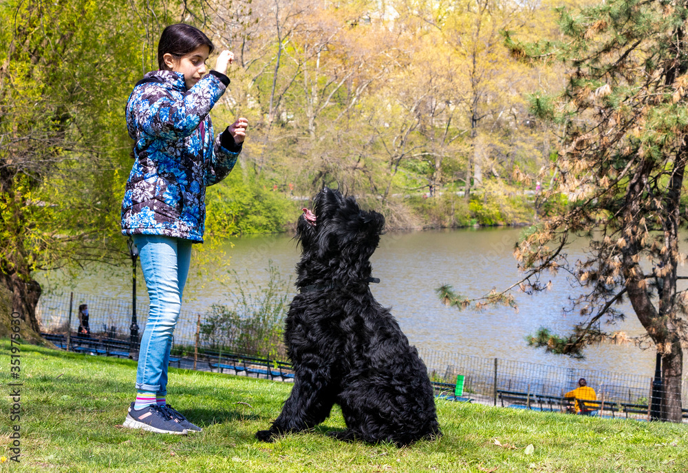 Lovely young girl training a Giant Schnauzer in Central Park