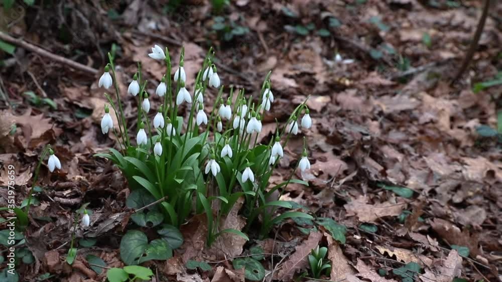 Snowdrops in spring forest. First flowers pattern. Snowdrops in spring forest. First flowers pattern.