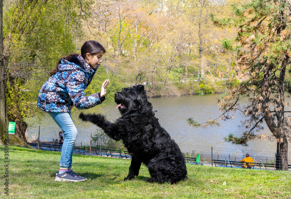 Lovely young girl training a Giant Schnauzer in Central Park