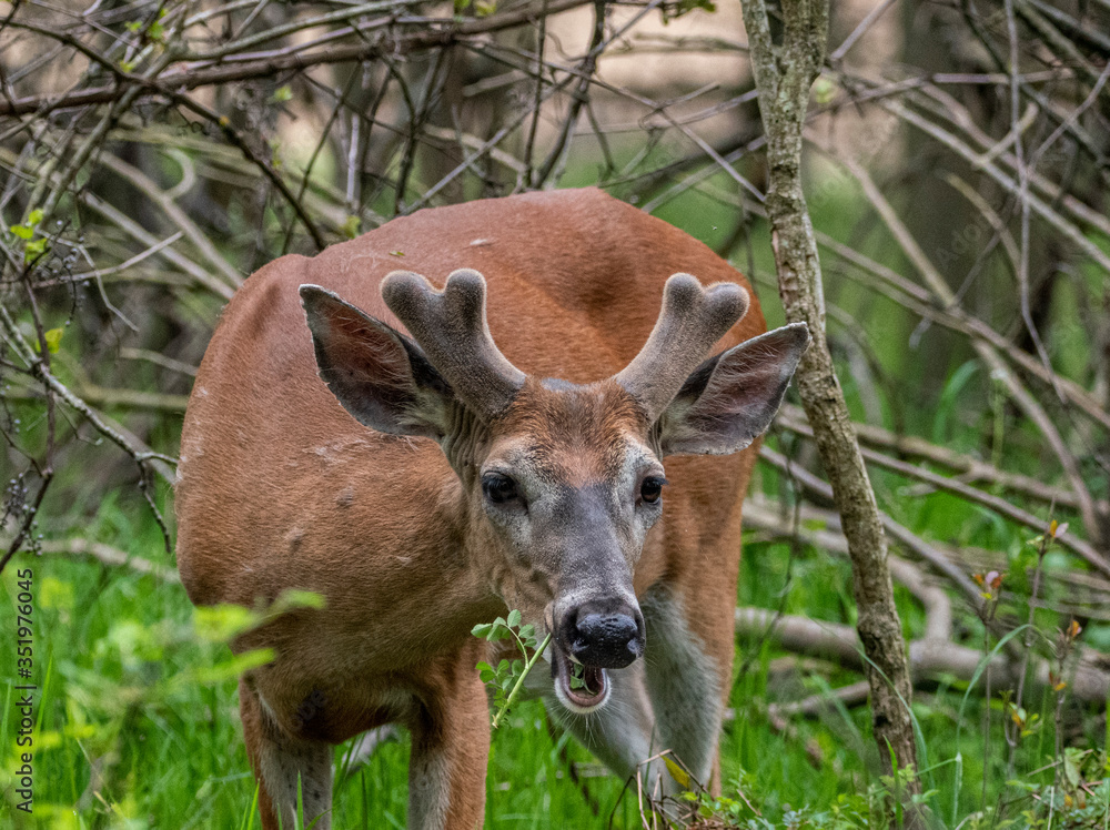 Fototapeta premium PHOTO OF WHITE TAIL DEER CHAGRIN RIVER PARK